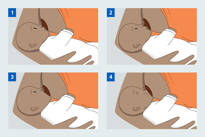 A four stage illustration showing a baby successfully latching to a mother's breast to breastfeed.