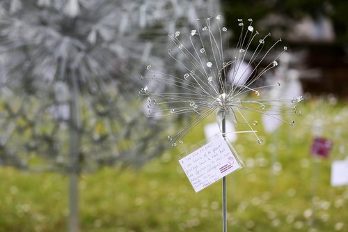 Dandelion memorial