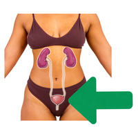 Bladder
