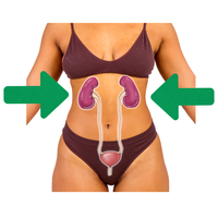 Kidneys