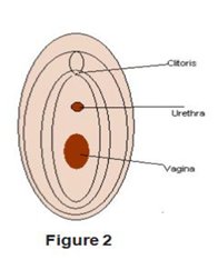 Clitoris and Vagina