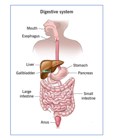 Digestive System