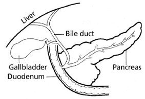 Figure 1: Anatomy of the Gallbladder and Biliary Tree