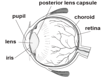 Figure 1: Diagram of an eye