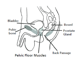 Figure 1: Diagram of the Pelvic Floor Muscles