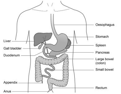 Figure 1: Diagram of the gut