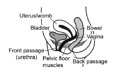 Figure 1: Diagram of the pelvic floor muscles