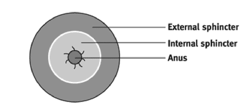Figure 1: Diagram showing view across the rings of the sphincter muscle