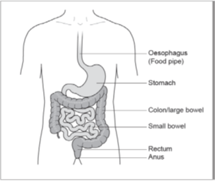 Figure 1: Digestive tract