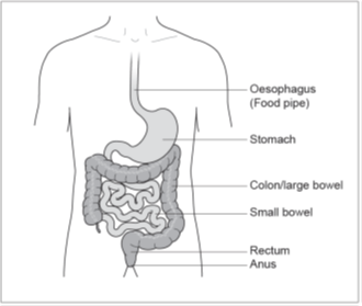 Figure 1: Digestive tract
