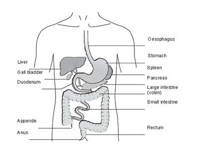 Figure 1: GI tract