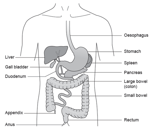 Figure 1: GI tract