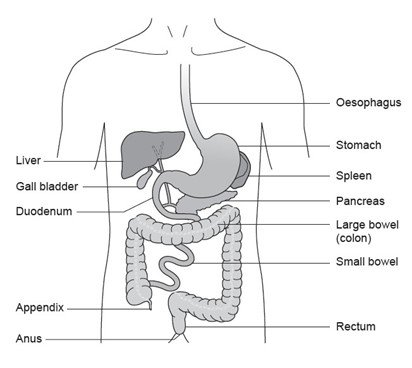 Figure 1: GI tract