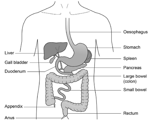 Figure 1: Gastrointestinal Tract