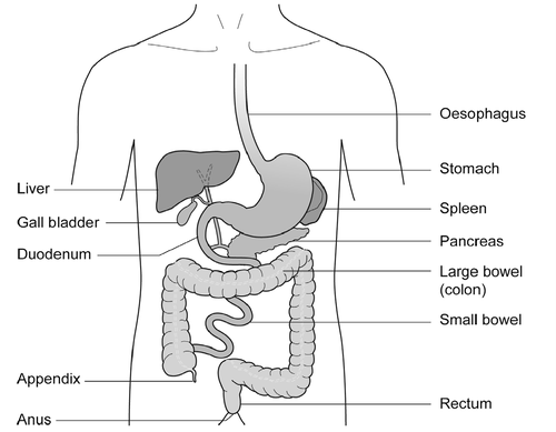 Figure 1: Gastrointestinal tract