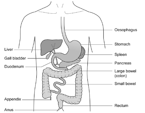 Figure 1: Gastrointestinal tract