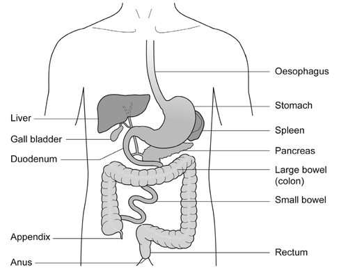 Figure 1: Gastrointestinal tract