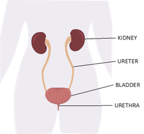 Figure 1: Image showing the kidney, ureter, bladder and urethra