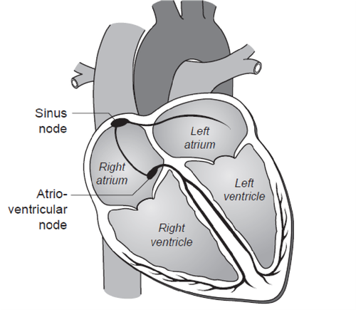 Figure 1: Normal heart rhythm