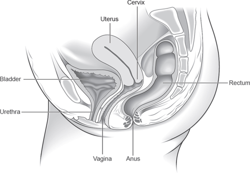 Figure 1: Normal pelvic anatomy