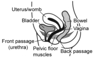 Figure 1: Pelvic Floor Muscles