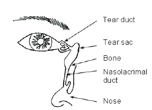 Figure 1: Tear drainage