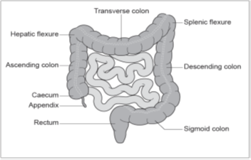 Figure 1: The colon