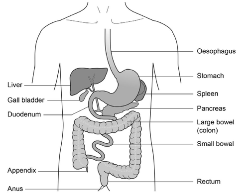 Figure 1: The gastrointestinal tract