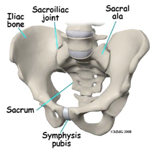 Figure 1: The pelvis
