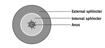 Figure 1: View across rings of muscle