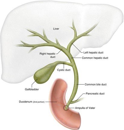 Figure 2: Gallbladder and bile ducts