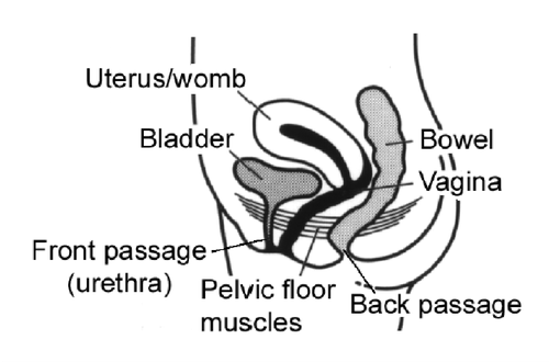 Figure 2: Pelvic floor muscles