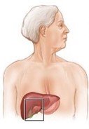 Figure 2: The gallbladder’s location on in the body