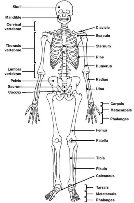 Injuries to limbs