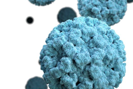 Norovirus