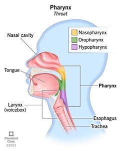 Pharynx