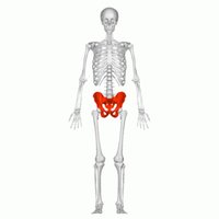 A diagram of a human skeleton, with the pelvis highlighted in red