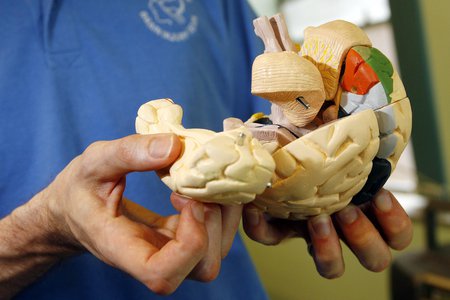 Brain model