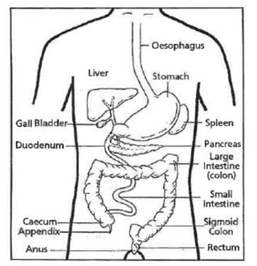 Upper Gastro-Intestinal tract