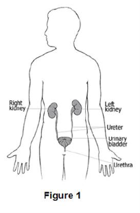 Urethra