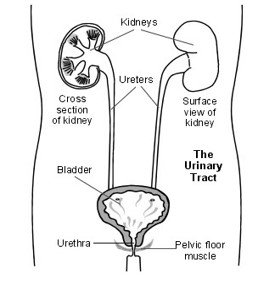 What is a Urinary Tract Infection (UTI)