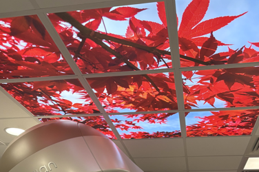 A ceiling of illuminated panels featuring bright red maple leaves against a blue sky, designed to create a calming environment for patients