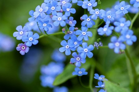 Forget me nots